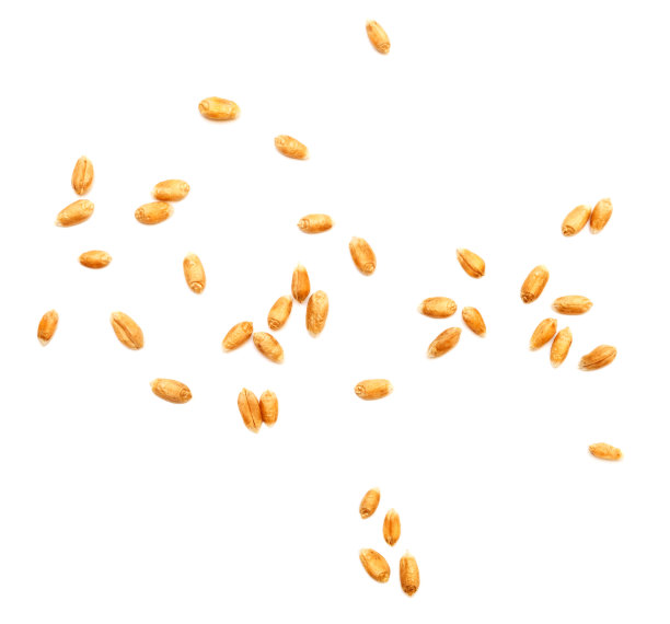 小麦谷物分离图片下载