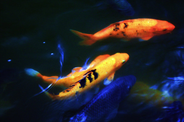 水的质地在一个锦鲤鱼运动图片下载