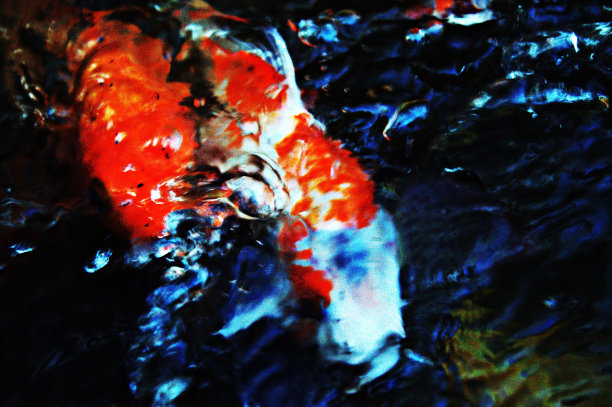 水的质地在一个锦鲤鱼运动图片下载