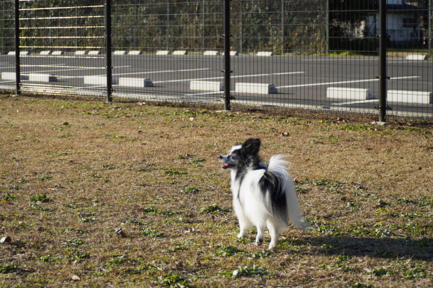 蝶耳狗玩狗跑图片下载