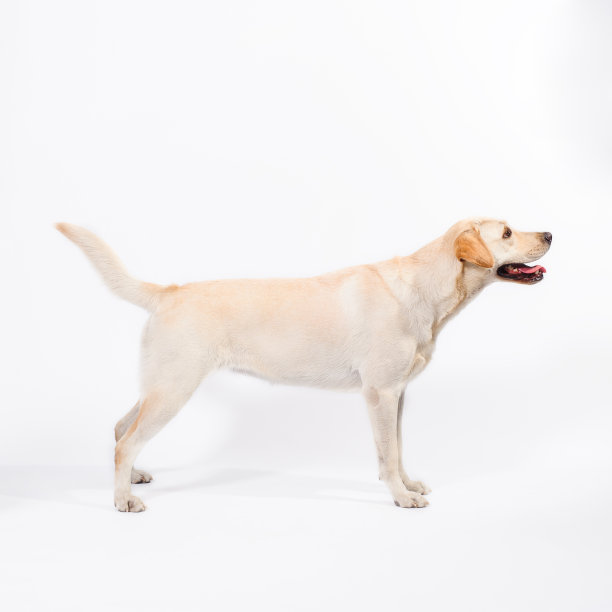 白色背景上的金色拉布拉多寻回犬图片下载