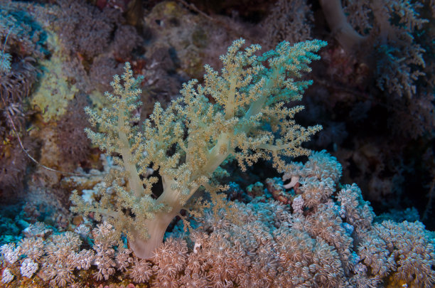 红海软珊瑚图片下载