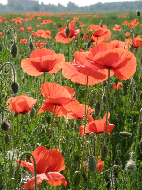 罂粟花图片下载