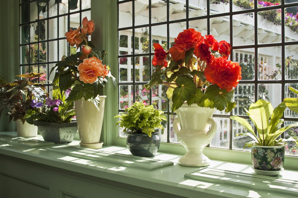 布查花园餐厅橱窗里的开花植物。图片下载