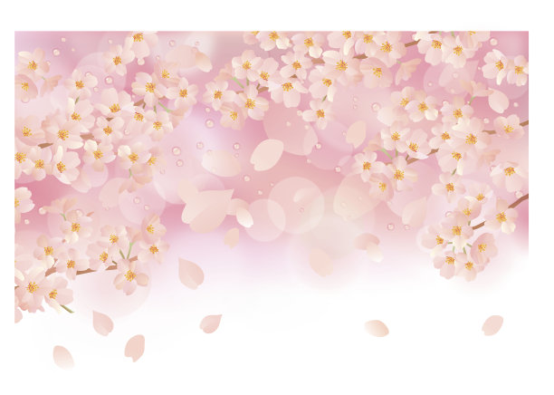 美丽的日本樱桃树图片下载