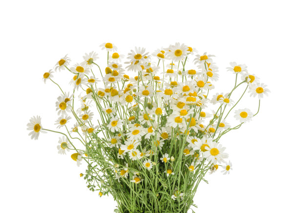 孤立在白色背景上的洋甘菊。没有影子图片下载