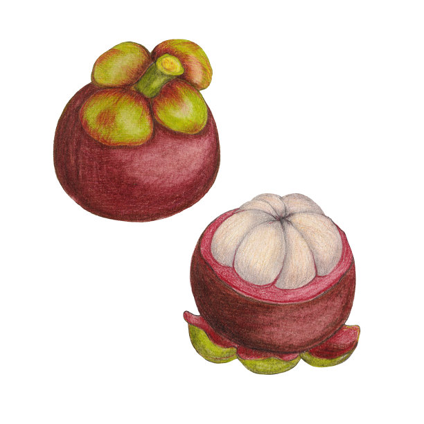 山竹手绘插图图片下载