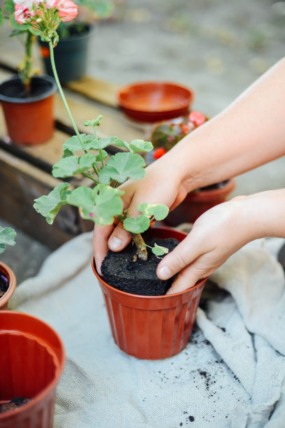 女人的手移植肉质到新的花盆。图片下载