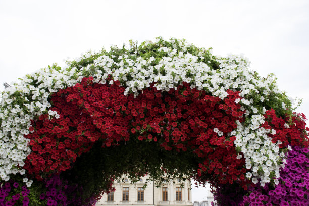 拱的花图片下载