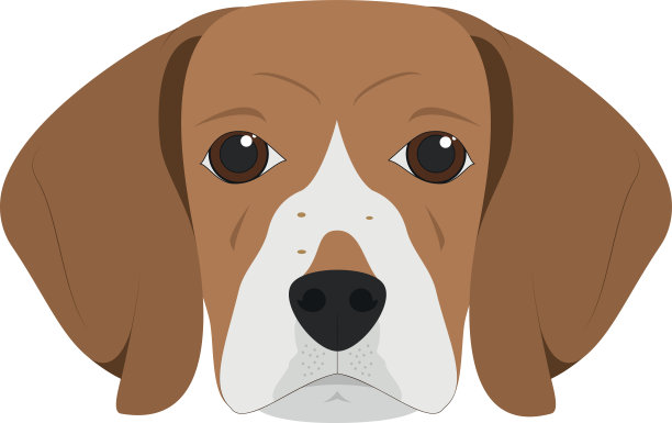 比格犬孤立在白色背景矢量插图图片下载