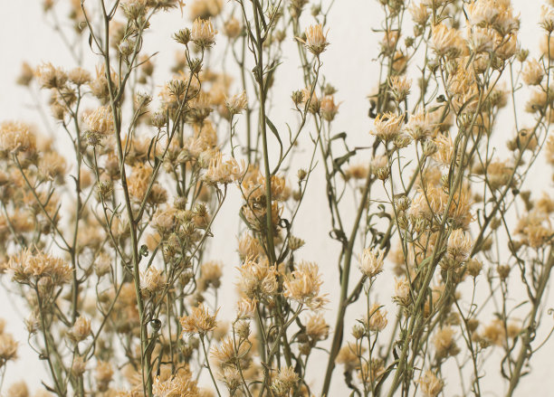 近，模糊的小花干在白色的背景图片下载
