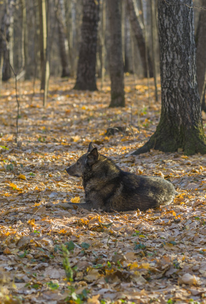 流浪狗图片下载