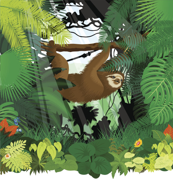 热带雨林中的树懒图片下载