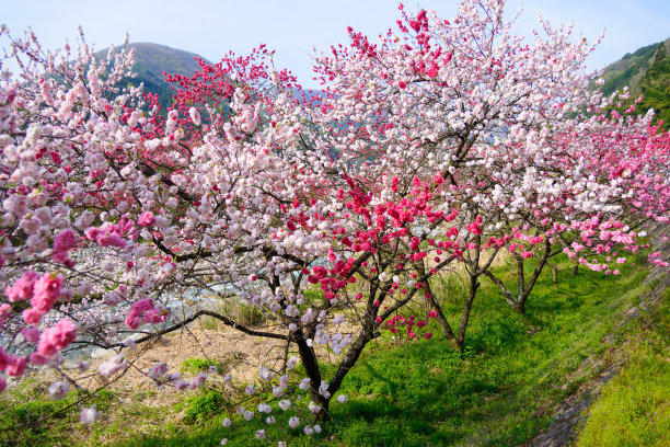 日本长野县阿智村月川温泉的桃花素材图片
