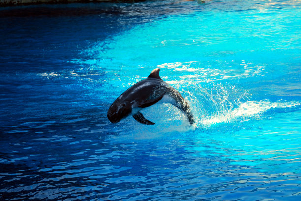 海豚游戏图片下载