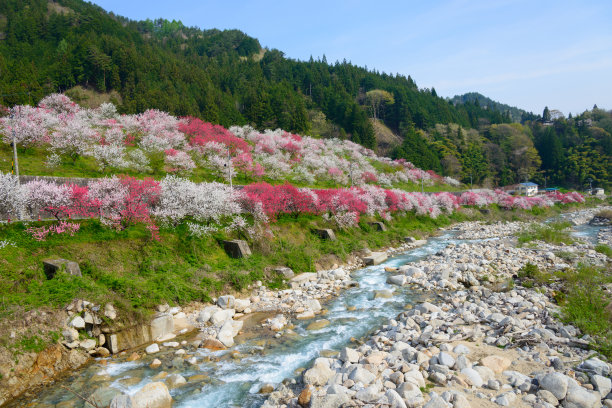 日本长野县阿智村月川温泉的桃花素材图片