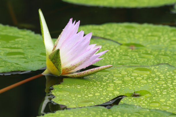 池塘里的荷花图片下载