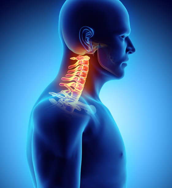 颈椎的3D插图，医学概念。图片下载