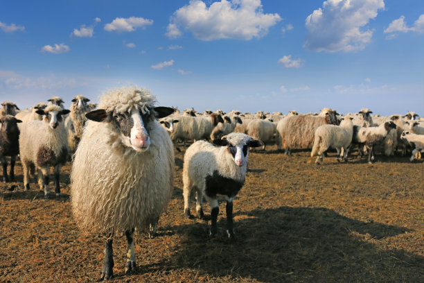 绵羊和羔羊图片下载