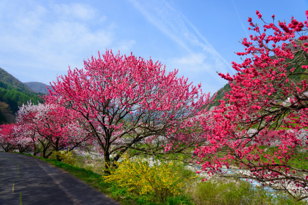 日本长野县阿智村月川温泉的桃花素材图片