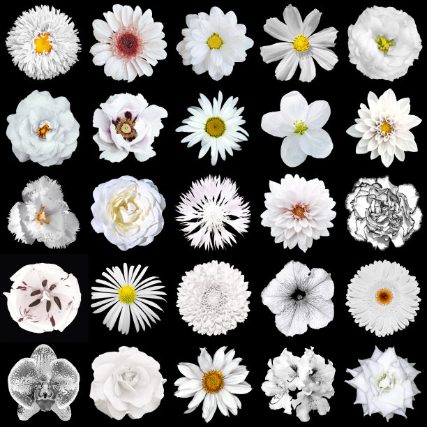 一包自然和超现实的白花孤立在黑色图片下载