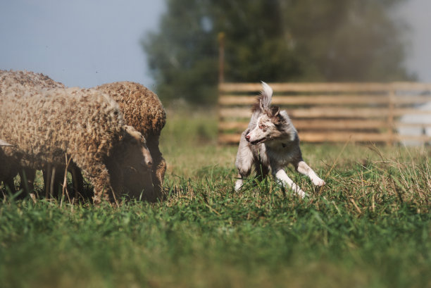 丹麦的牧羊犬图片下载