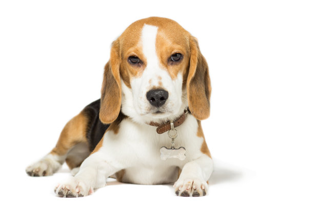 小狗贝格尔7个月大，白色孤立图片下载