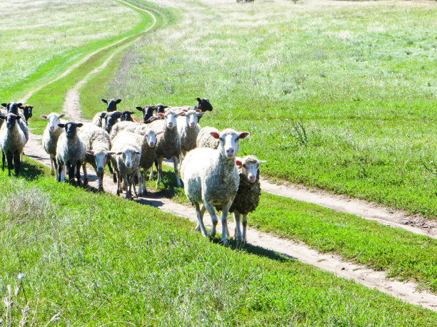 草地上的一群羊图片下载