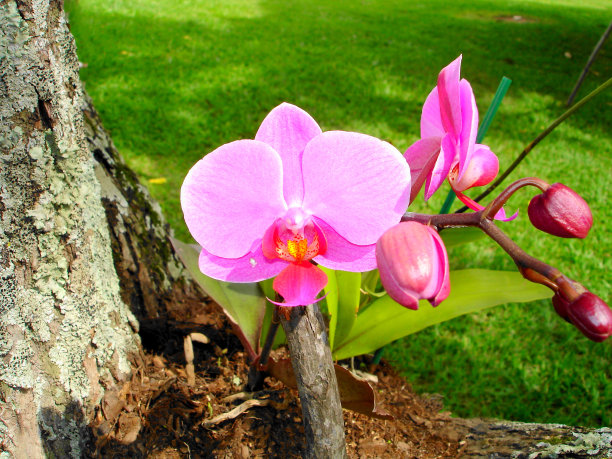 蝴蝶兰(蝴蝶兰杂交)图片下载