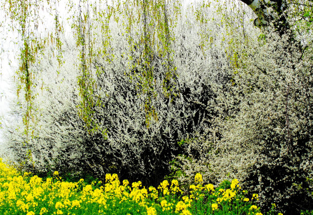 黄花植物野外特写图片下载