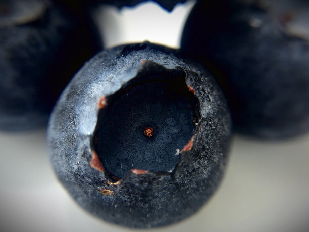 孤立的蓝莓图片下载