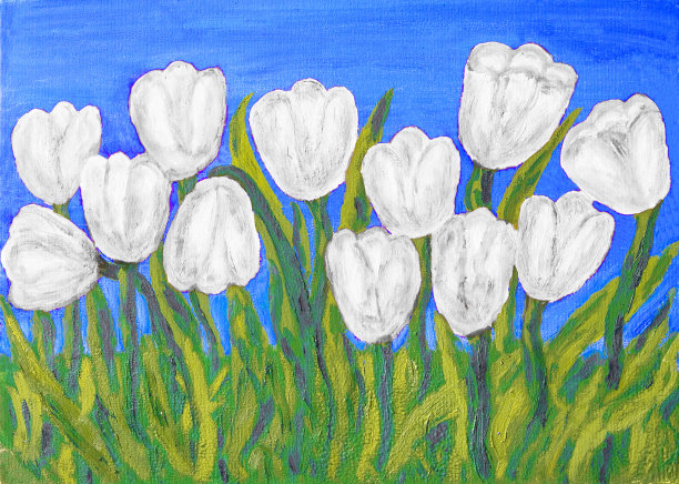 白色郁金香图片下载