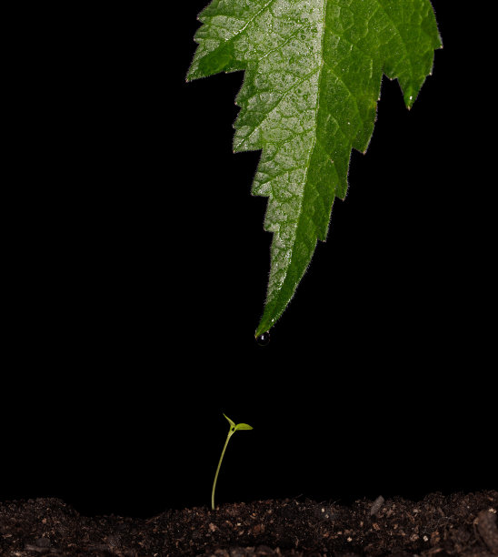 的礼物图片下载