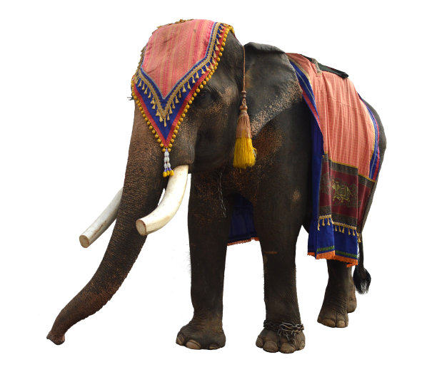 孤立在白色背景上的亚洲象图片下载