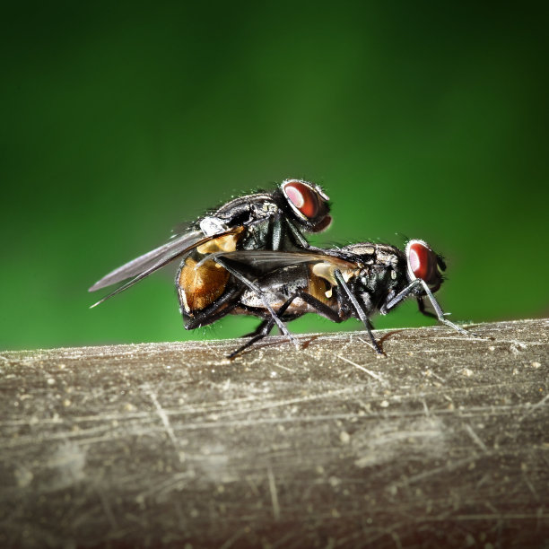 苍蝇耦合图片下载