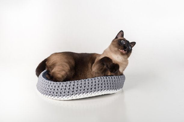 手工篮子里的暹罗猫。张开嘴，伸出舌头图片下载