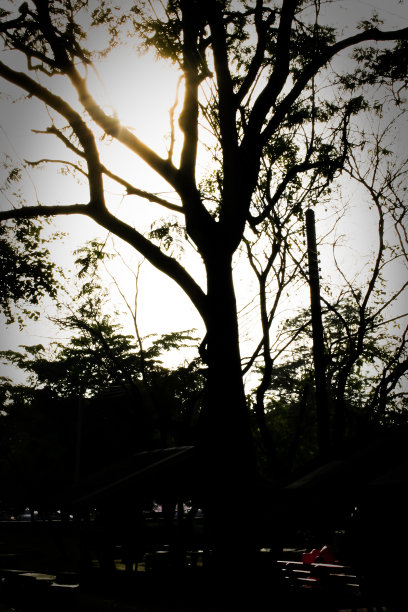 森林的树木。图片下载