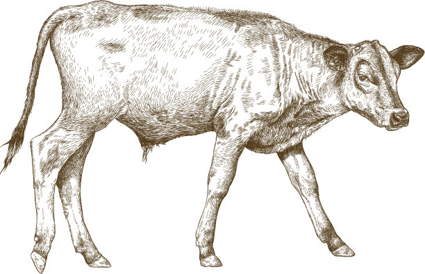 牛犊雕刻插图图片下载