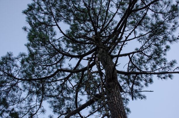 Chipinque山图片下载