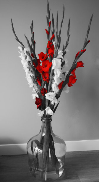 花瓶里的剑兰花束图片下载