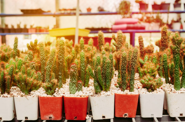 仙人掌在花盆图片下载