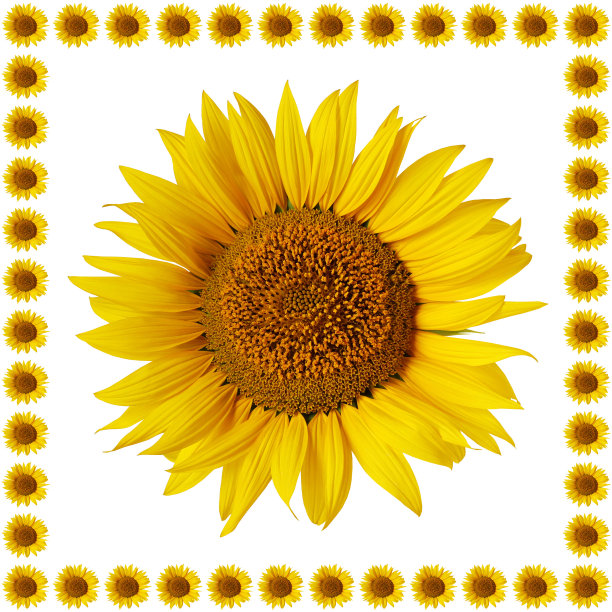 孤立在白色背景上的向日葵花。图片下载