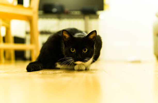 猫跟踪相机图片下载