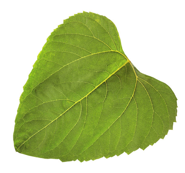 向日葵的叶子，孤立在白色的背景上。图片下载