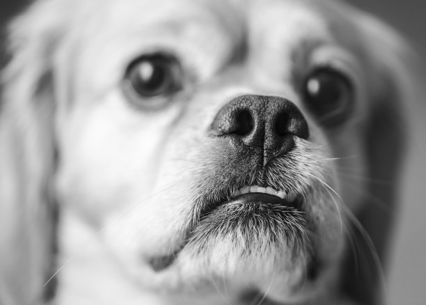 近距离关注狗的肖像图片下载