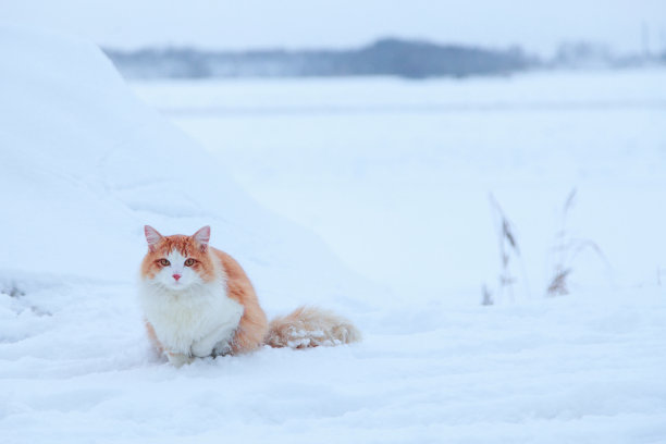 姜猫在雪的背景图片下载