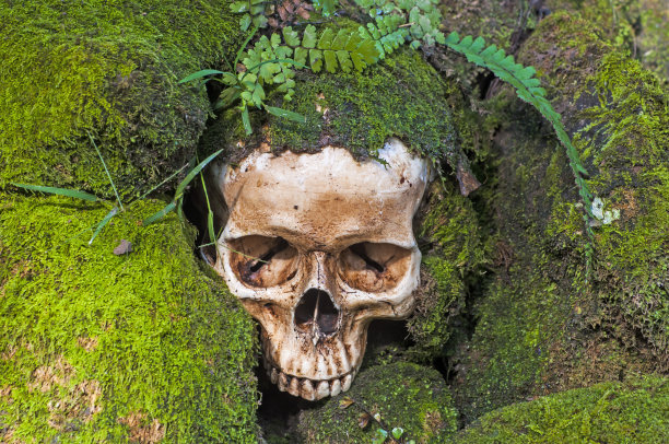 苔藓墙上的骷髅图片下载