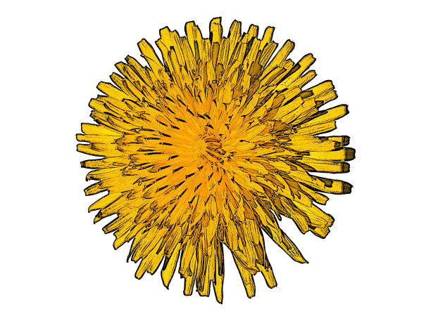 蒲公英(蒲公英)图解分离图片下载