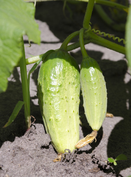 黄瓜的绿色果实图片下载