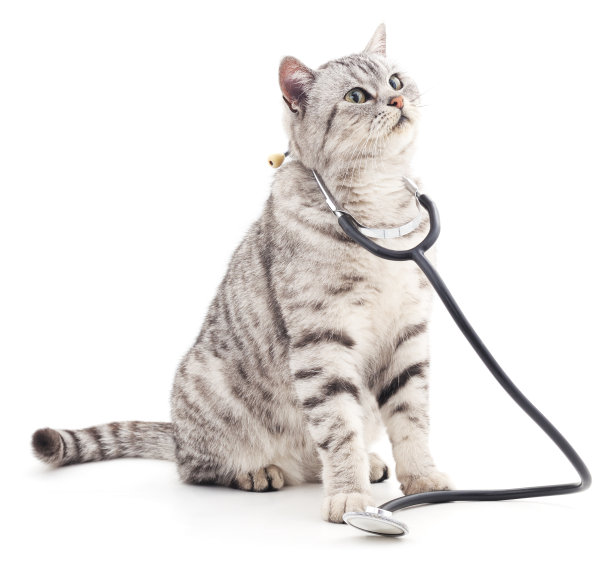 带着听诊器的猫素材图片